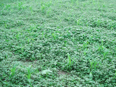 雑草に必要な栄養分を取られ、タカキビの成長が著しく低下しているようです。